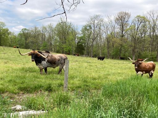 Made some new friends 🤠