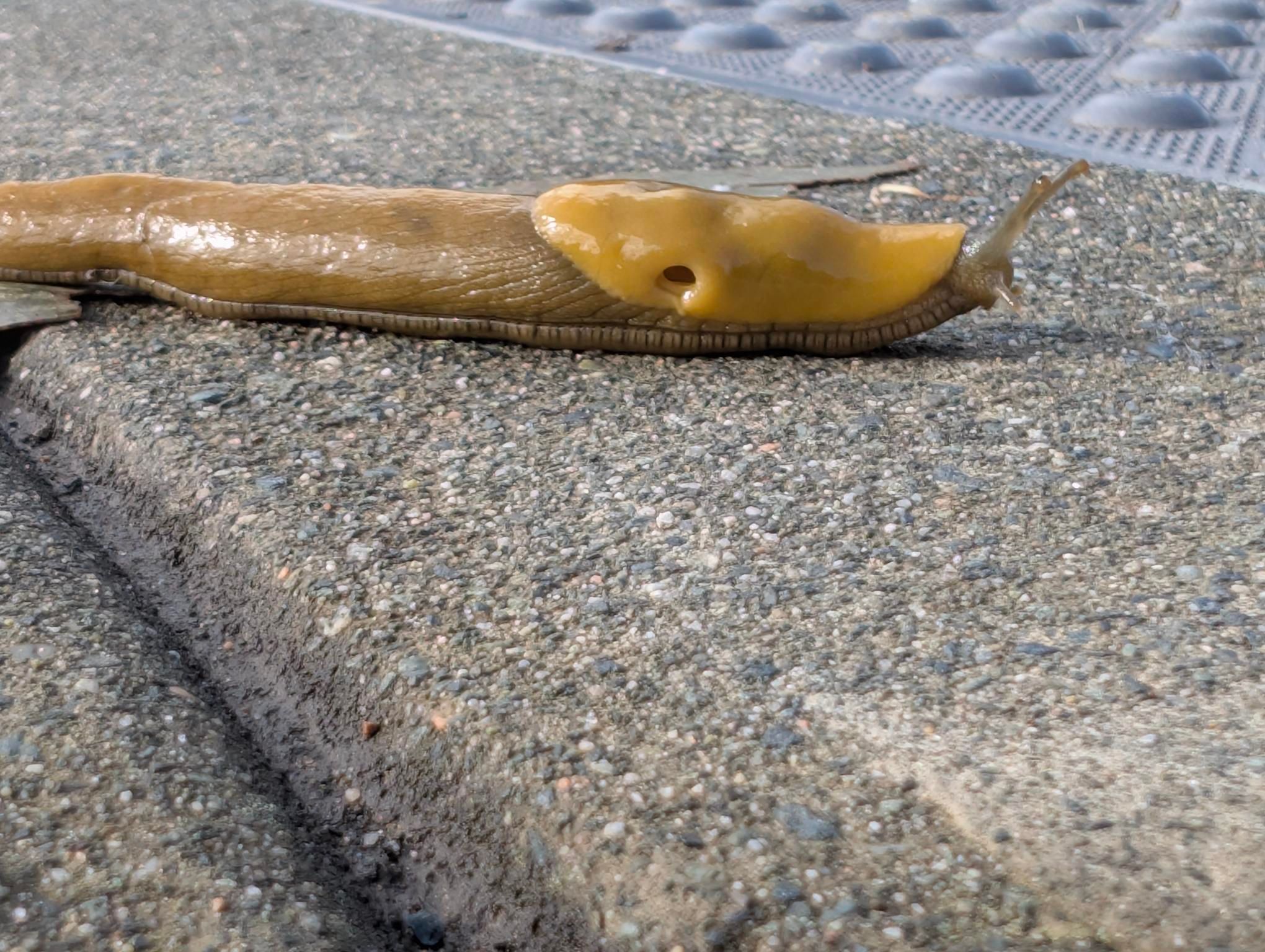 Moved him to a safer spot off the sidewalk ❤️