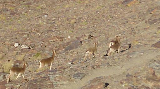 Cabras montesas y cabirols a cascoporro, ya están acostumbrados