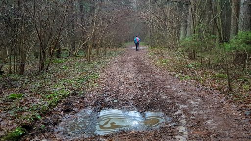 Заказник "Тёсовский лес".