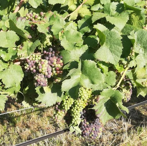 ☀️ Bestes Wetter für leckeren 🍷