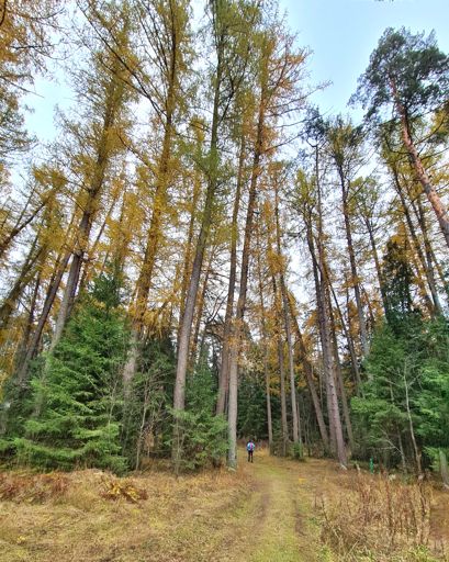 Красноармейск – Воря-Богородское.