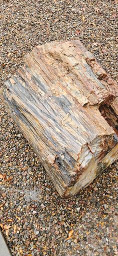 Petrified wood