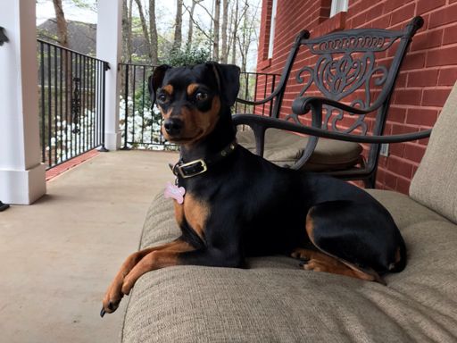 Maya thinks she heard an ice cream truck in the distance. Fucker didn’t make it up our hill, and Jenni even gave me 10 bucks to spend on whatever the hell I wanted. Ruined my day. Fucker ice cream fuck face fucker.