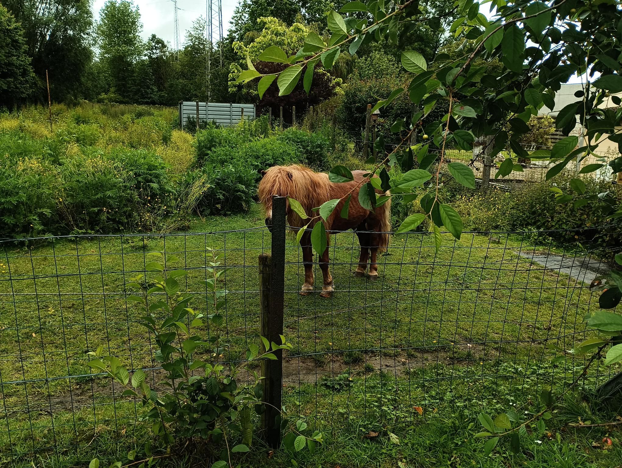 Strava Walk Activity