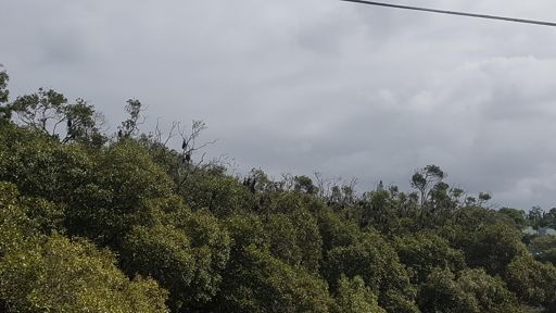 All this rain is making me batty