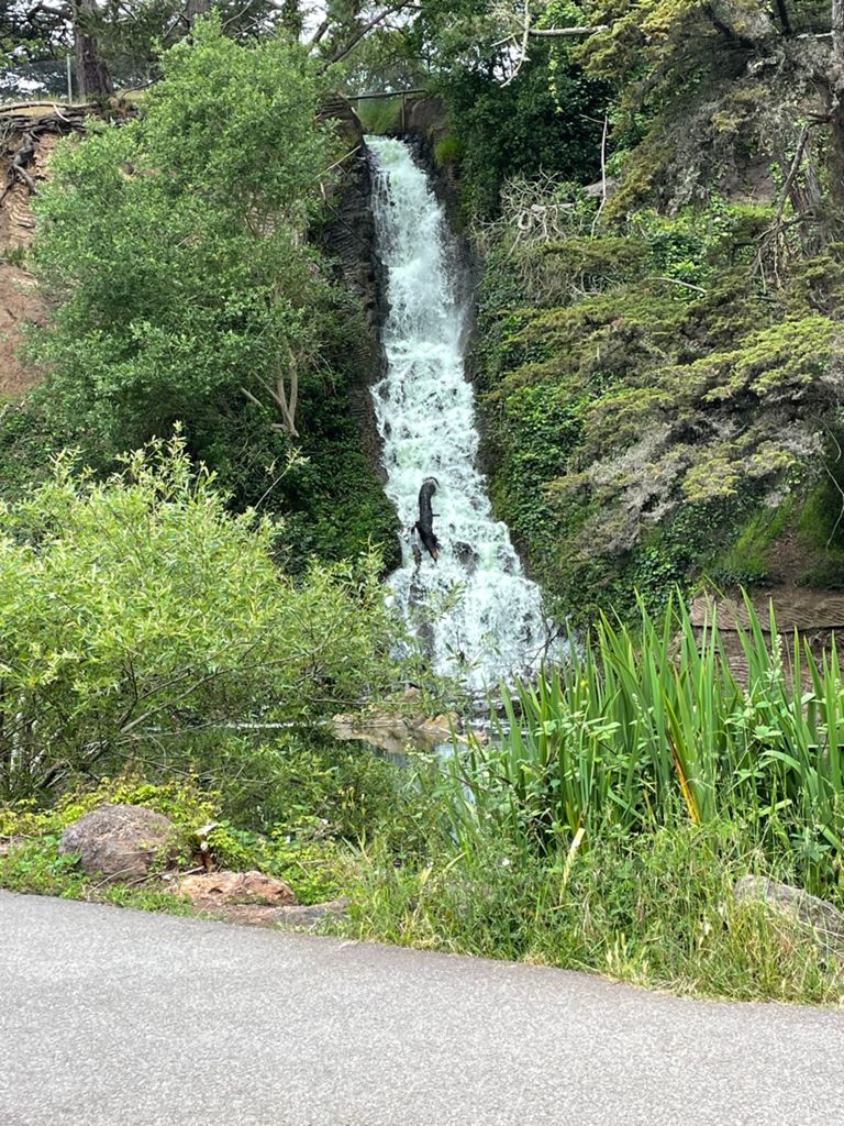 Butterlap (Presidio & Golden Gate Park) photo 116