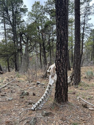 Big skeleton. Somebody else leaned it against the tree.