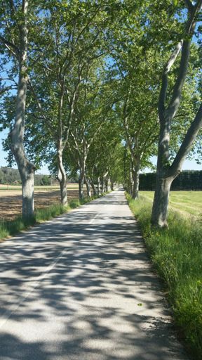 Beautiful tree lined road