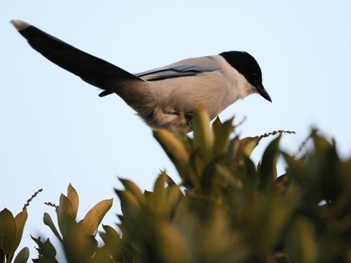 まずは、ギャーギャー騒がしいオナガ