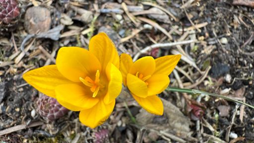 Im Vorgarten sind klein gelbe Krokusse…
