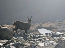 lacs de fenêtre depuis le col saint Bernard