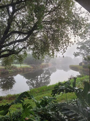 View from living room 