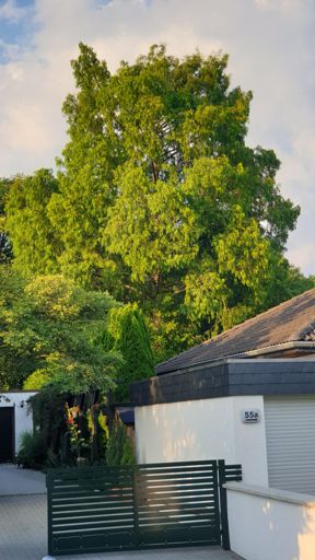 Kriftel_ID_22751_UM_Robert-Schuman-Ring 55B