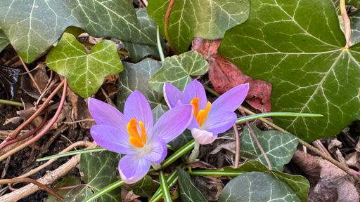Die wärmende Sonne hat die Krokusse vorm Haus erwachen lassen. Der Schnee ist geschmolzen. 🌞☁️🌺