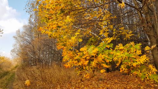 Рязанский лесопарк.