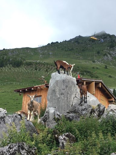 Goats & chopper. What a combo.