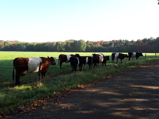 Een stel Lakenvelders onderweg