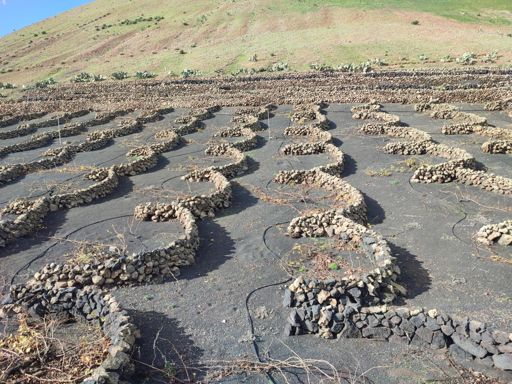 Mores vines and windbreaks 