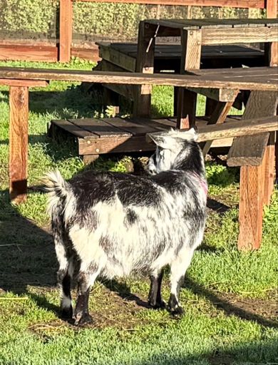 Got one of those ACTC goats!!