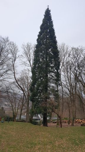 Koenigstein im Taunus_ID23769_BM_Hardtbergweg 13