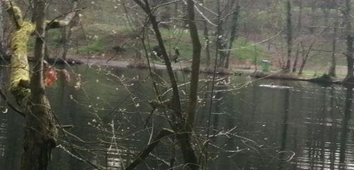 Das war nicht die einzige Schwimmerin. Spaeter während ich am Laufen war, kamen auch schon Triagruppen mit und ohne Neo,  Schülerinnen. 🏊‍♀️🙏🌲