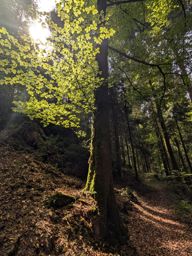 Pourrimont