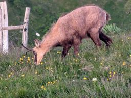 Crapahutage matinal dans les hautes vosges