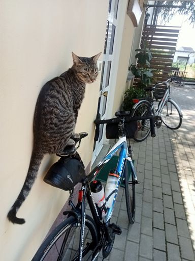 Trip, ormai è consuetudine salire in bici quando arrivo, e non vuole più scendere...