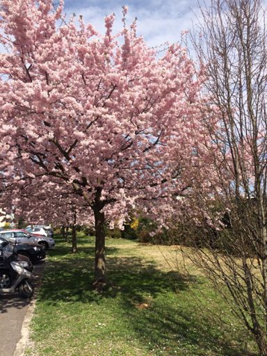 C'est l'printemps!!!