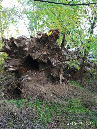 Последствия непогоды