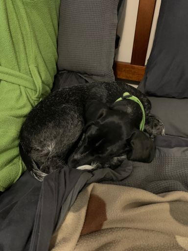 Frankie is now a bit tired. Lol