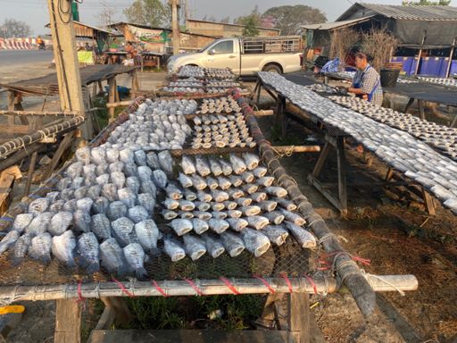 Fish drying in the sun