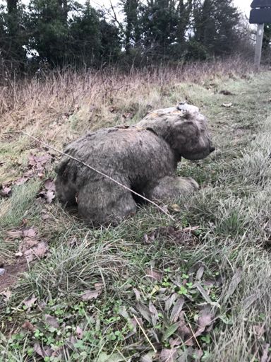 Polar bears face extinction in Wombourne due to global warming