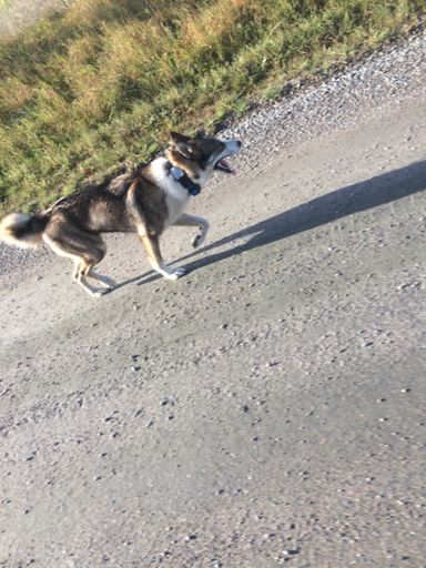 Sällskap en bit, hund på grisjakt.