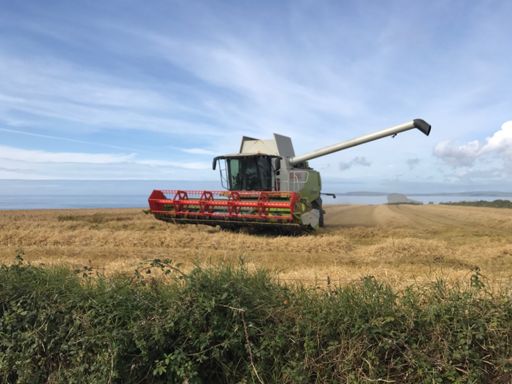 Cutting corn, watching porn.