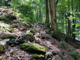 Wildenstein au Rainkopf