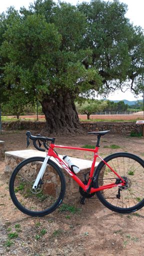 Olivera Morruda 🌳.