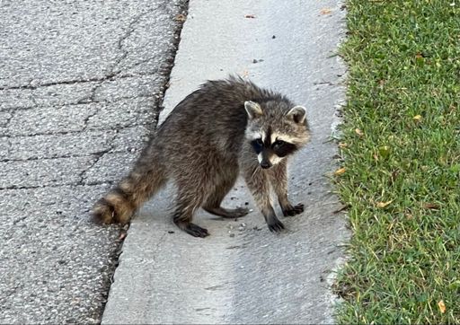 Raccoon Friend!