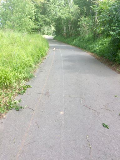 A bough got blown up the Crichton climb following the curve 20 or 30 metres before losing its leaves — there’s two yellow and white tracks marked by the lichen (and the same distance behind me).