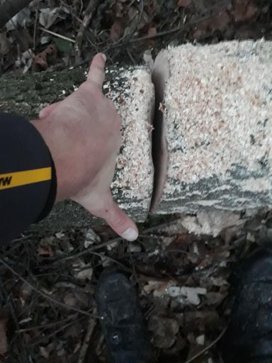 Kann mir wer sagen, was das für ne Baumrasse ist?