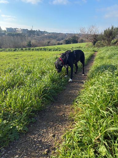 Prim Holstein à l'état naturel