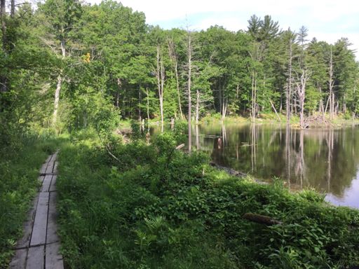Trailside Beaver Dam