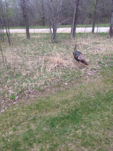 Hello Mr. Turkey!