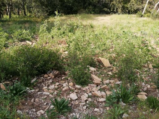 Labour ancien en train d'être conquis par des jeunes micocouliers