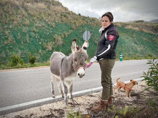 Het ezeltje (1 jaar our) werd uitgelaten ☺️