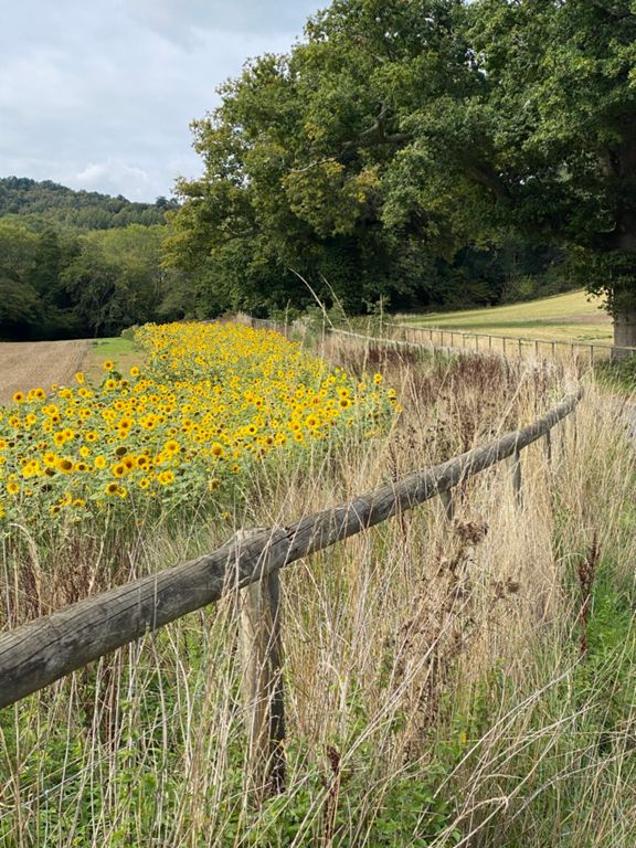 CW/E 5 Shere 86.3 km Cycling Route on Strava