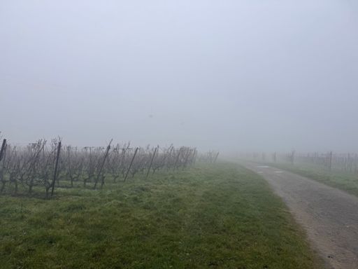 Les vignes du mont rouge