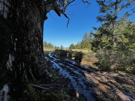 Most of the northern end of the Bolinas ridge is like this