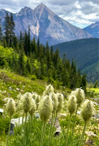 Pasque flowers doing well in the upper basin. Mt Hardy across the valley.